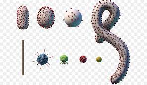Free for personal use only. Ebola Virus Krankheit Mikroorganismus Ebov Bakterien Eine Reihe Von Krebs Virus Zellkorper Png Herunterladen 697 513 Kostenlos Transparent Organismus Png Herunterladen