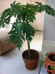 Bare root trees, tree saplings and tree seedlings for sale. Dwarf Papaya Fruit Tree 35 Seeds Carica Papaya House Plant Buy Online In United Arab Emirates At Desertcart Ae Productid 70596074