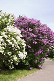 Because flowers are produced on new wood, it's best to prune the bush almost to the ground in early spring before new growth begins. Flowering Shrubs And Bushes For Year Round Color Hgtv