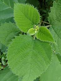 Image result for Urera gravenreuthii