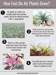 How Fast Do Air Plants Grow Air Plants Types Of Air Plants Air Plants Care