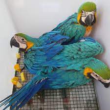 African Greys Macaws Cockatoo Parrots And Ostrich Chicks Fertile Eggs For Sale African Grey Parrot Macaw Parrot Macaw