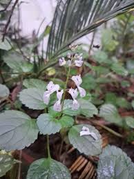 Image result for Plectranthus mandalensis