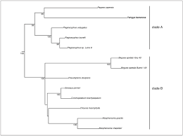 Image result for Macphersonia