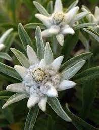 Pin Von Chloe S Rare Plants Auf Bergwelt Wunderschone Blumen Blumenfotos Fotos Blumen
