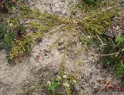 Image result for Thesium