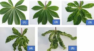 Lettuce mosaic virus, in addition to lettuce, infects pea and sweet pea, marigold, zinnia, and weeds like groundsel and prickly sow thistle. Marker Assisted Selection Complements Phenotypic Screening At Seedling Stage To Identify Cassava Mosaic Disease Resistant Genotypes In African Cassava Populations Scientific Reports