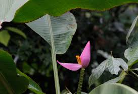 Image result for Musaceae