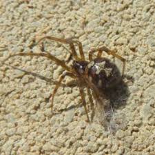 Spiders In Wisconsin Species Pictures