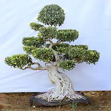 We buy indoor bonsai tree directly from the producer. Bonsai Plants Online Bonsai Tree Delivery In India Free Shipping Ferns N Petals