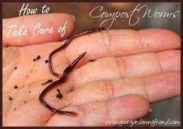 How To Take Care Of Compost Worms Worm Composting Vermicomposting Compost