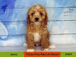 They have low shedding, a sweet, round face with floppy ears. Cavapoo Dog Female Black White 2717423 Petland Pets Puppies Chicago Illinois