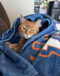 Happy Magpie Monday from adoptable kitty, Louie! Louie is another of our  sweethearts currently residing in our @thekitchenmagpie sponsored room at  our shelter. This little dollie loves to stick close by for