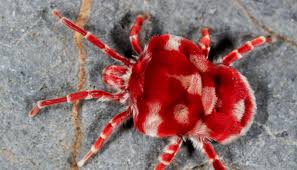 Image result for red mite