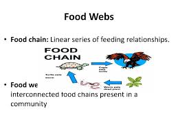 Kids are born with an innate curiosity and love for animals which leads them to question the food habits of animals. Ppt Food Webs Powerpoint Presentation Free Download Id 2365287