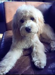 Our 7 Month Champagne Cavapoo After His First Groom Cavapoo Puppies Cockapoo Puppies Puppies