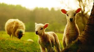 Full Hd Wallpaper Sheep Field Grass New Zealand Desktop Backgrounds Hd 1080p 1920x1080 new zealand all black hd wallpapers free download | wallpapers. full hd wallpaper sheep field grass new
