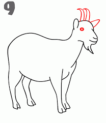 Pin On Goat