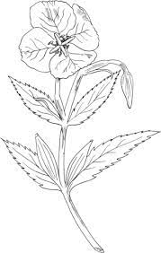Showy Evening Primrose Coloring Page Free Printable Coloring Pages Evening Primrose Flower Primrose Coloring Pages