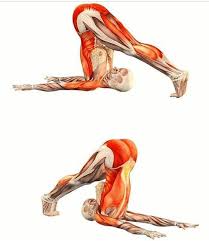 Halasana Yoga Anatomy Yoga Muscles Yoga Poses