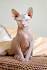 Sphynx & Hairless Sphynx Cat Breed Facts and Care - PetMD