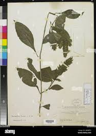 Image result for Lankesteria