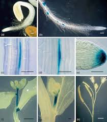 Apply to postal clerk and more! Expression Of Cytokinin Biosynthetic Isopentenyltransferase Genes In Arabidopsis Tissue Specificity And Regulation By Auxin Cytokinin And Nitrate Miyawaki 2004 The Plant Journal Wiley Online Library