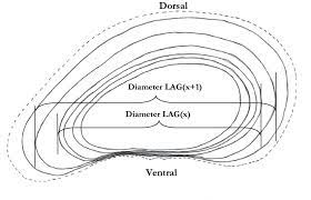 Skull is an important part of human body. 1 Schematic Drawing Of A Humerus Bone Cross Section Outer Dashed Line Download Scientific Diagram