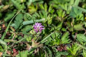 Image result for Adenocarpus mannii