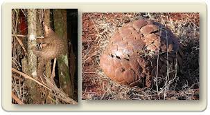 Das pangolin oder schuppentier ist das einzige säugetier mit schuppen. Wie Das Schuppentier Zu Seinen Schuppen Kam Scienceblog