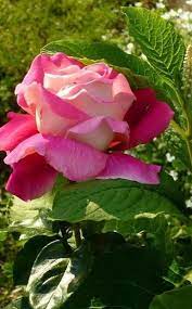 Flower Love Hot Pink Rose Beautiful Rose Flowers Hot Pink Roses Beautiful Flowers