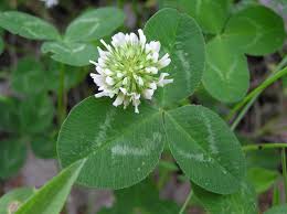 Image result for Trifolium
