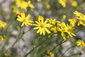 Image result for Senecio auriculatissimus