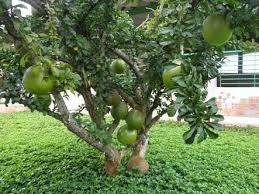 Check spelling or type a new query. Calabash Fruit For Sale Pundisyon Grafted Fruit Trees Facebook