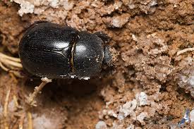 Image result for Pentodon