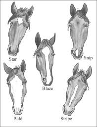 identifying horse parts and markings dummies