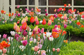 Tulip Design By Kim Smith Designs Tulips Garden Tulips Fall Bulbs