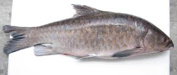 Bisa karena warnanya yang eksotis di berbagai marketplace. Ikan Empurau Ikan Paling Mahal Dalam Malaysia Iluminasi