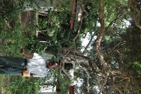 Image result for Mimusops obtusifolia