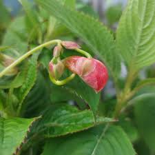 Image result for Impatiens salpinx
