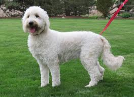 English cream standard f1b goldendoodle: Available Goldendoodle Puppies Misty Pines Kennel