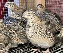 Image result for quail