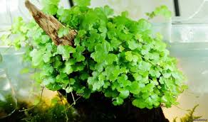 Image result for Hydrocotyle