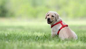 A reputable breeder will screen for deafness prior to placing a puppy. Why I Won T Play Into The Rescue Vs Breeder Debate Puppy Leaks