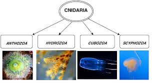 Cnidarian classes
