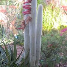 Glochids and spines, although some have one kind, but not the other. Silver Torch Cactus