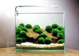 Img 6996 1 Marimo Moss Ball Aquarium Planted Aquarium