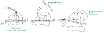 Apa itu protein fungsional / apa itu protein fungsional ~ apa yang menyebabkan sel menua? Sintesis Protein Pengertian Tahapan Proses Tujuan Komponen