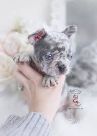 Beautiful olde english bulldog puppies, 2 females left💜 swindon, wiltshire ** olde english bulldogs😊 💙💙1x choc tri, male (dad's double) 💜💜1x mammut choc tri, female 💙💙1x brown tri merle, male 💜💜1x black, white & tan, female ** i own both mum & dad and both will be here when picking up the puppy💜💙 ** both are ne French Bulldog Puppies For Sale By Teacups Puppies Boutique Teacup Puppies Boutique