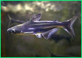 Patin siam mengandung asam amino esensial paling tinggi di antara berbagai jenis patin yang pengukuran karkas ikan patin untuk mengetahui persentase jumlah daging ikan yang bisa di. Cara Memelihara Ikan Patin Hias Dalam Akuarium Dunia Fauna Hewan Binatang Tumbuhan Dunia Fauna Hewan Binatang Tumbuhan